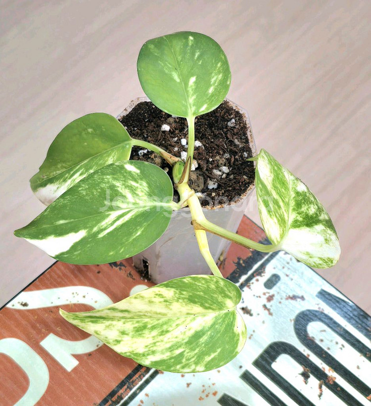 하와이안 스킨답서스--0