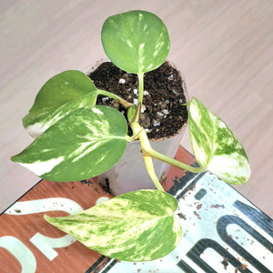 하와이안 스킨답서스