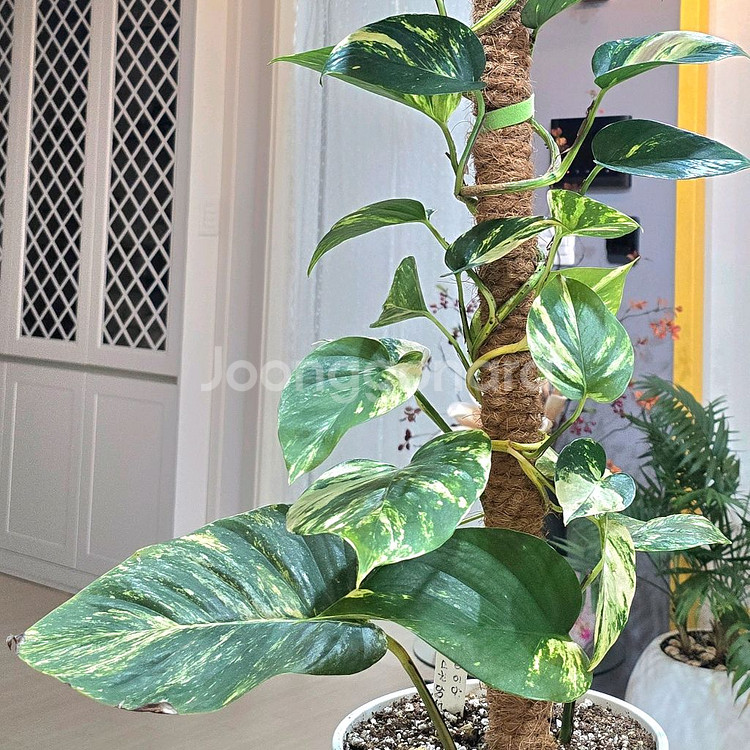 하와이안 스킨답서스--2