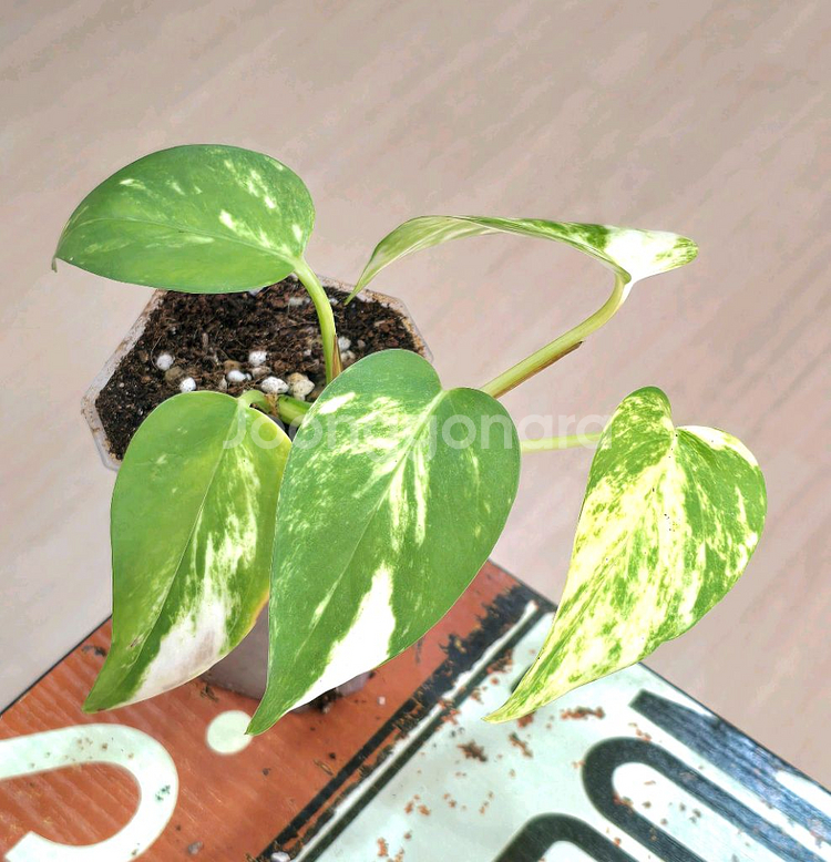 하와이안 스킨답서스--1