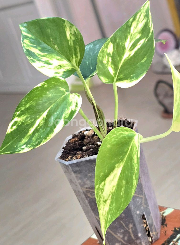 하와이안 스킨답서스--0