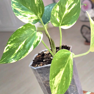 하와이안 스킨답서스