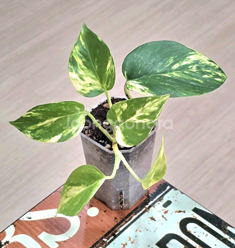 하와이안 스킨답서스--1