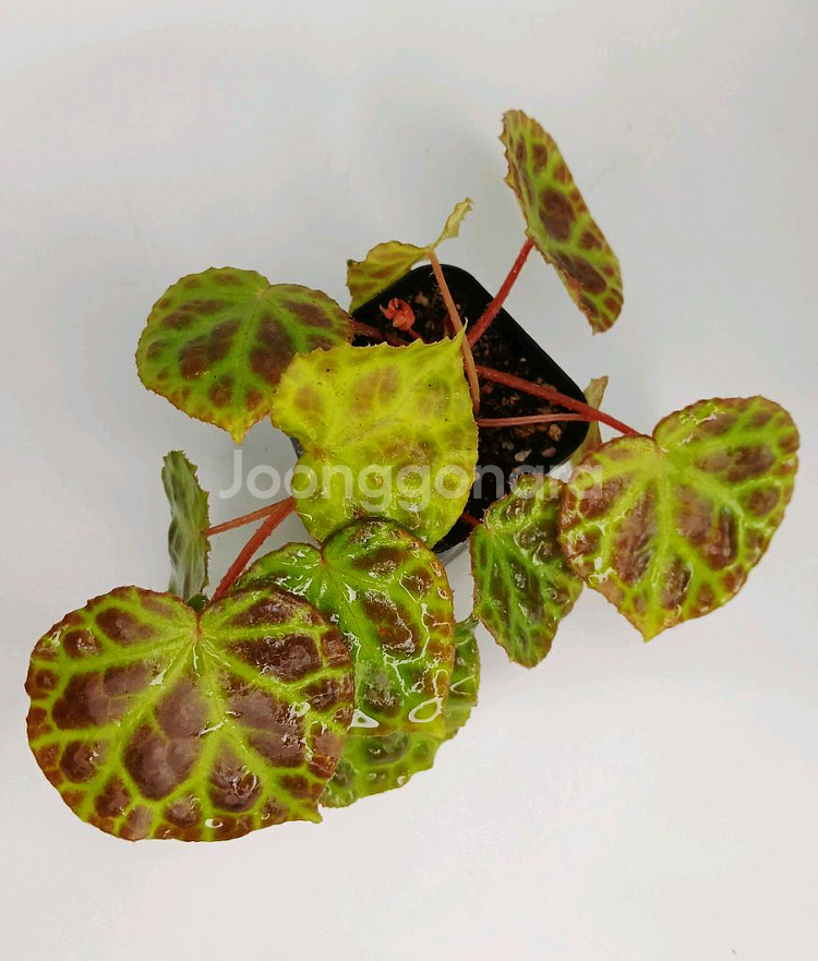 베고니아 라자--0