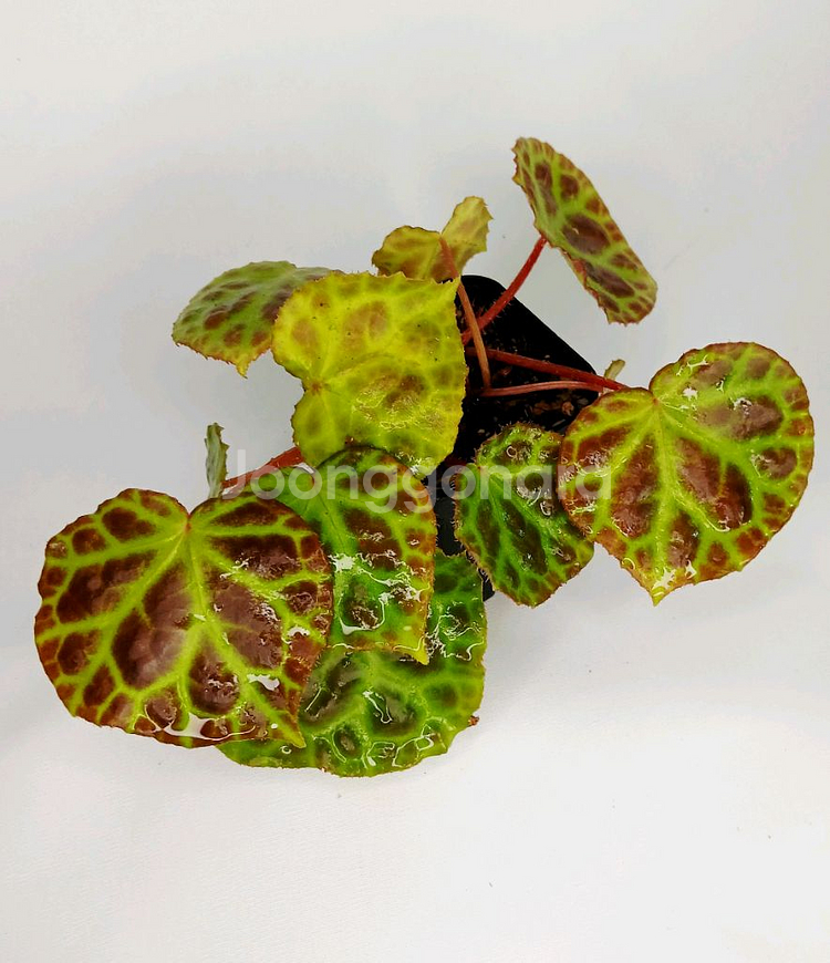 베고니아 라자--1