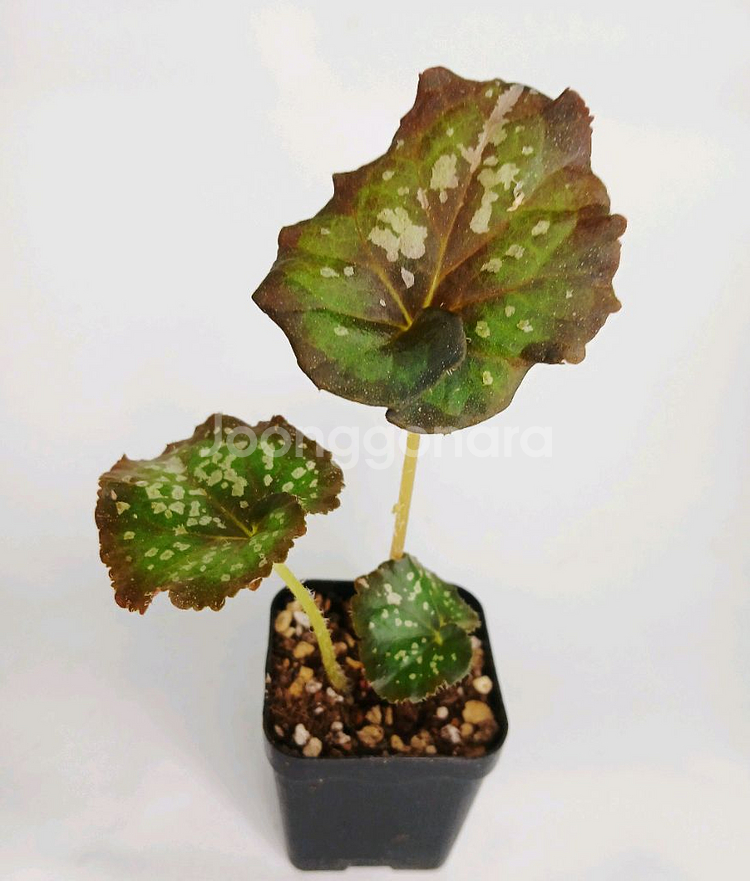 베고니아 퍼플컬리스타더스트--0