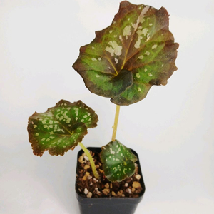 베고니아 퍼플컬리스타더스트