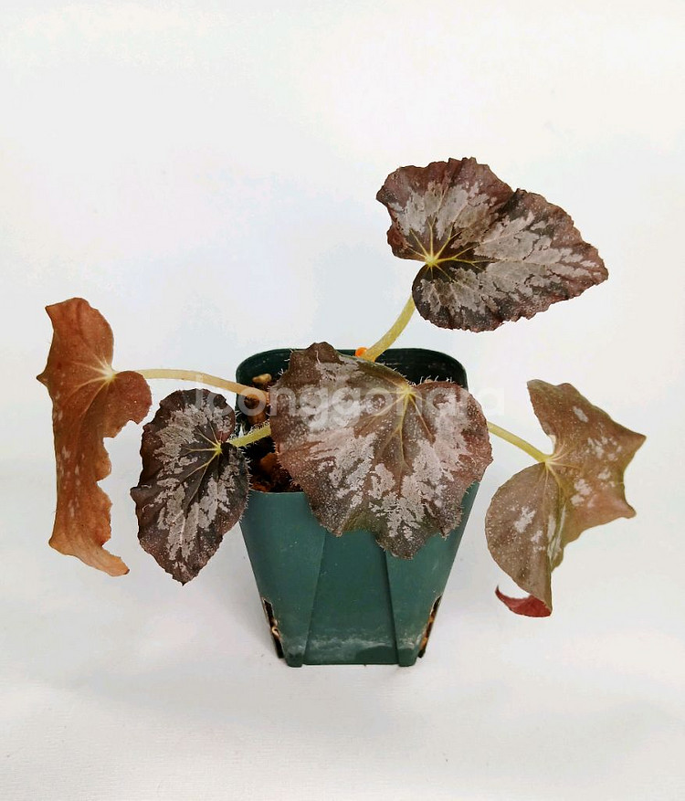 베고니아 마다가스카르--0