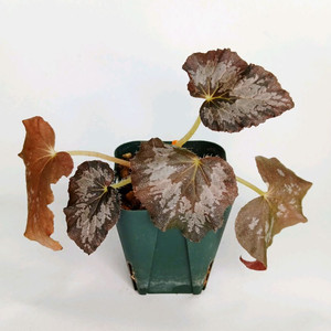 베고니아 마다가스카르