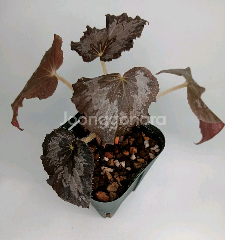 베고니아 마다가스카르--1