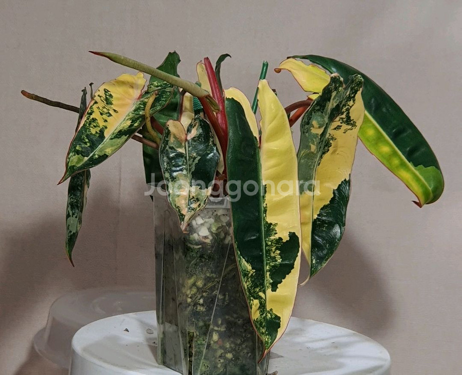 필로덴드론 빌리에티에 바리에가타--0