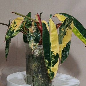 필로덴드론 빌리에티에 바리에가타