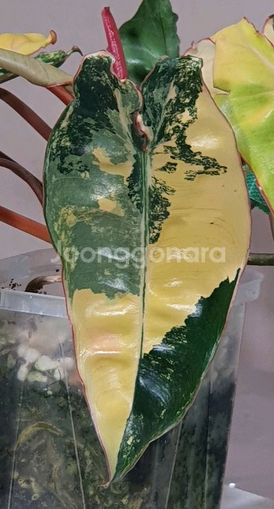 필로덴드론 빌리에티에 바리에가타--4