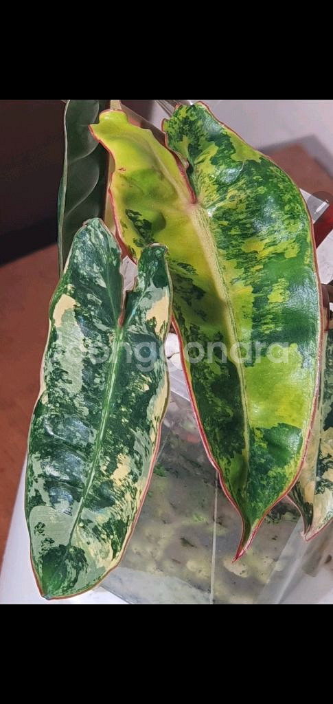 필로덴드론 빌리에티에 바리에가타--6