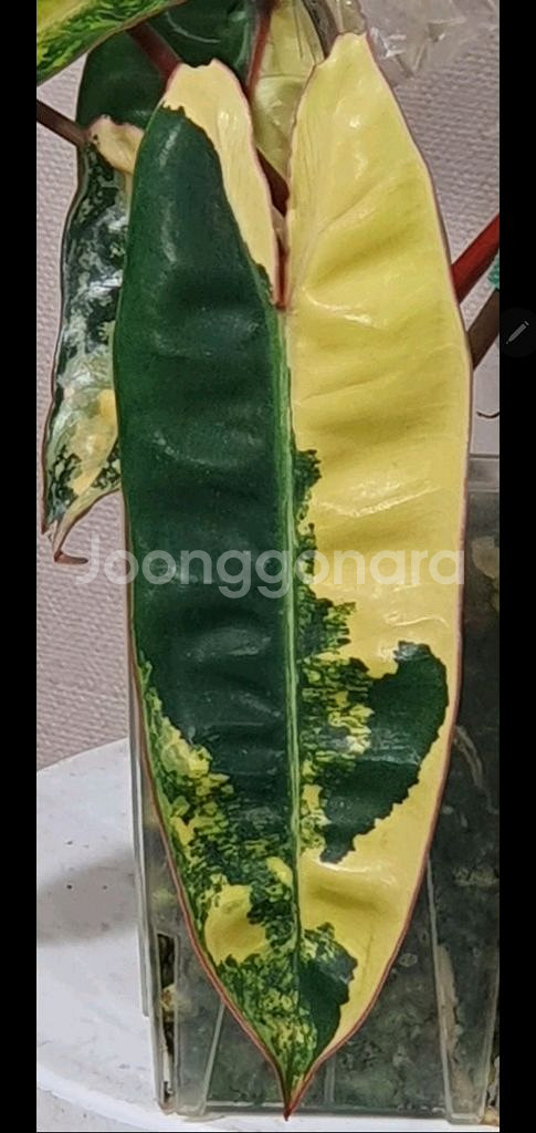 필로덴드론 빌리에티에 바리에가타--3