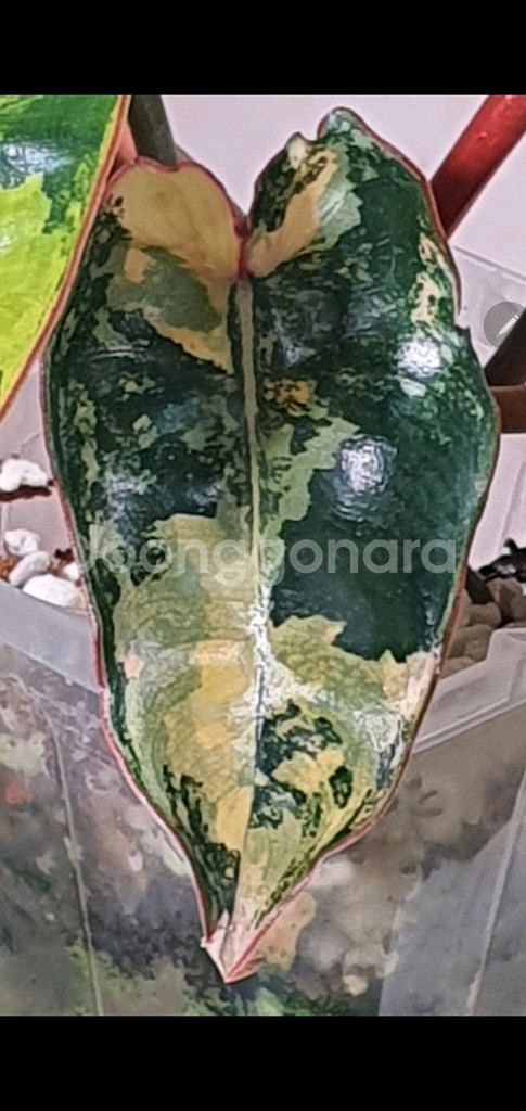 필로덴드론 빌리에티에 바리에가타--5