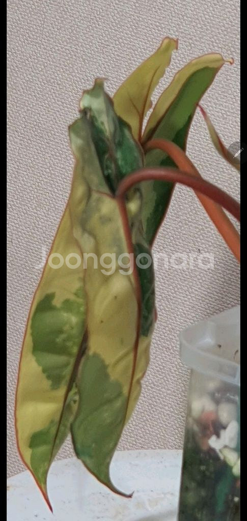 필로덴드론 빌리에티에 바리에가타--8