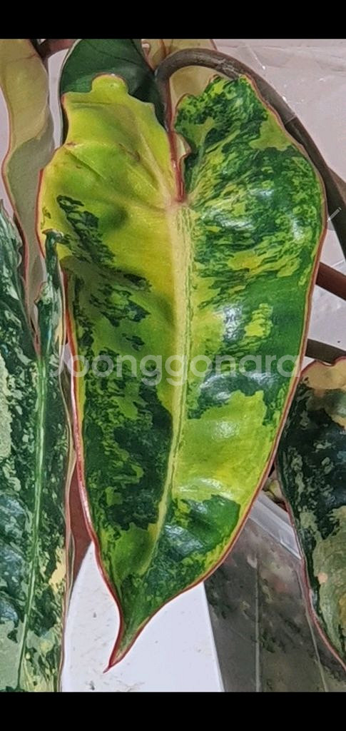 필로덴드론 빌리에티에 바리에가타--7