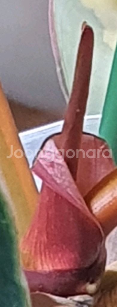 필로덴드론 빌리에티에 바리에가타--9