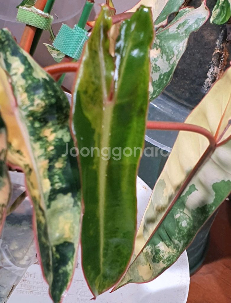 필로덴드론 빌리에티에 바리에가타--2