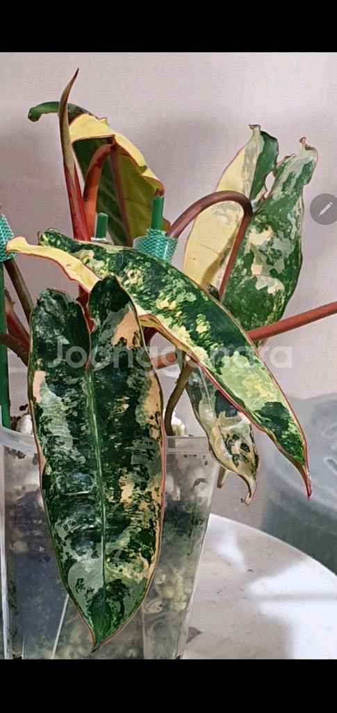 필로덴드론 빌리에티에 바리에가타--1