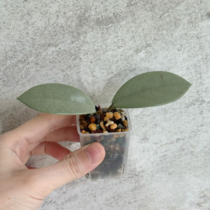 호야 윌버그레이브 풀실버