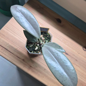 호야 윌버그레이브 풀실버