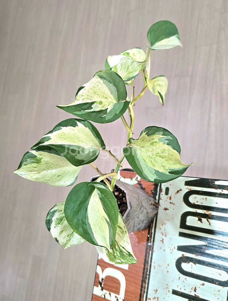 오레우스 스킨답서스 (만줄라)--0