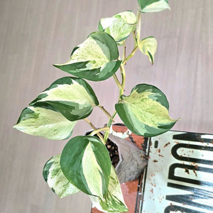 오레우스 스킨답서스 (만줄라)