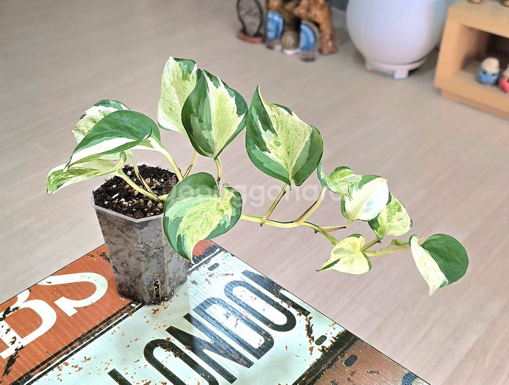 오레우스 스킨답서스 (만줄라)--1