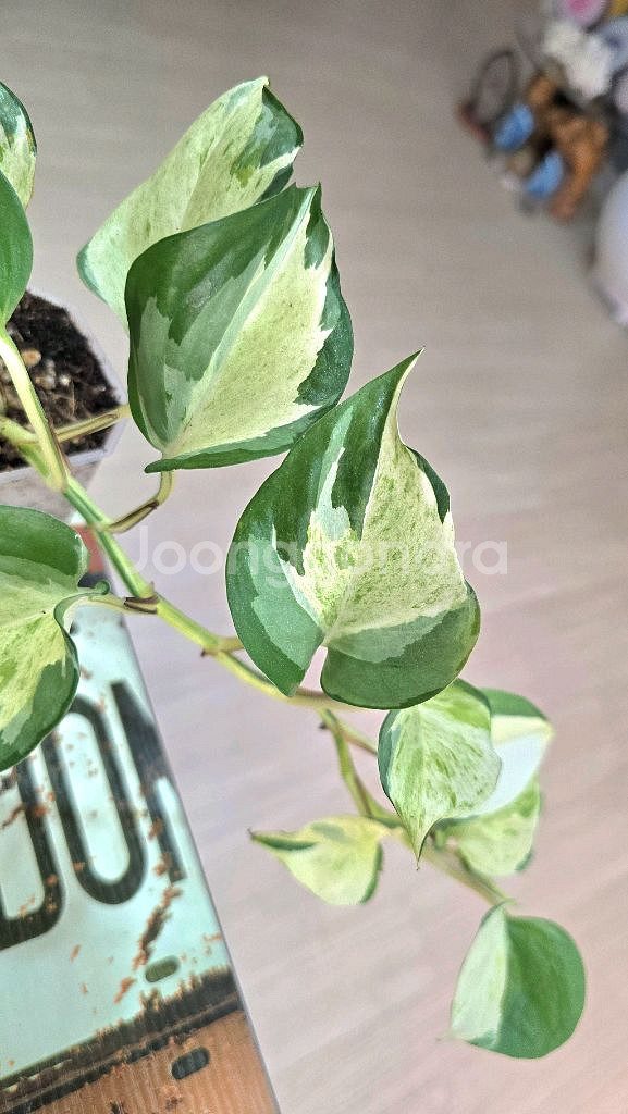 오레우스 스킨답서스 (만줄라)--0