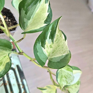 오레우스 스킨답서스 (만줄라)