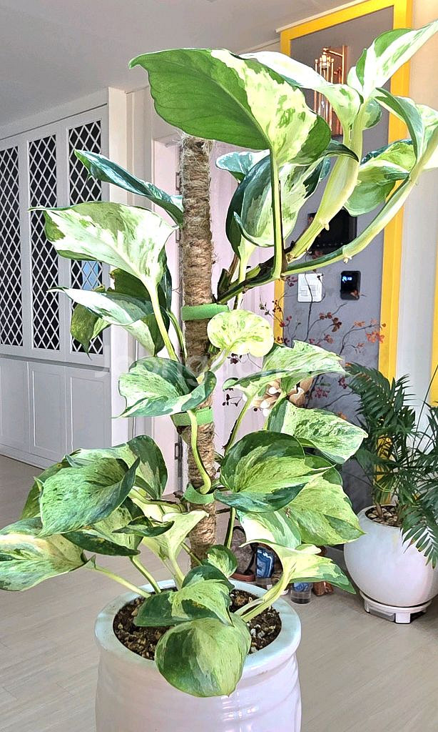 오레우스 스킨답서스 (만줄라)--2