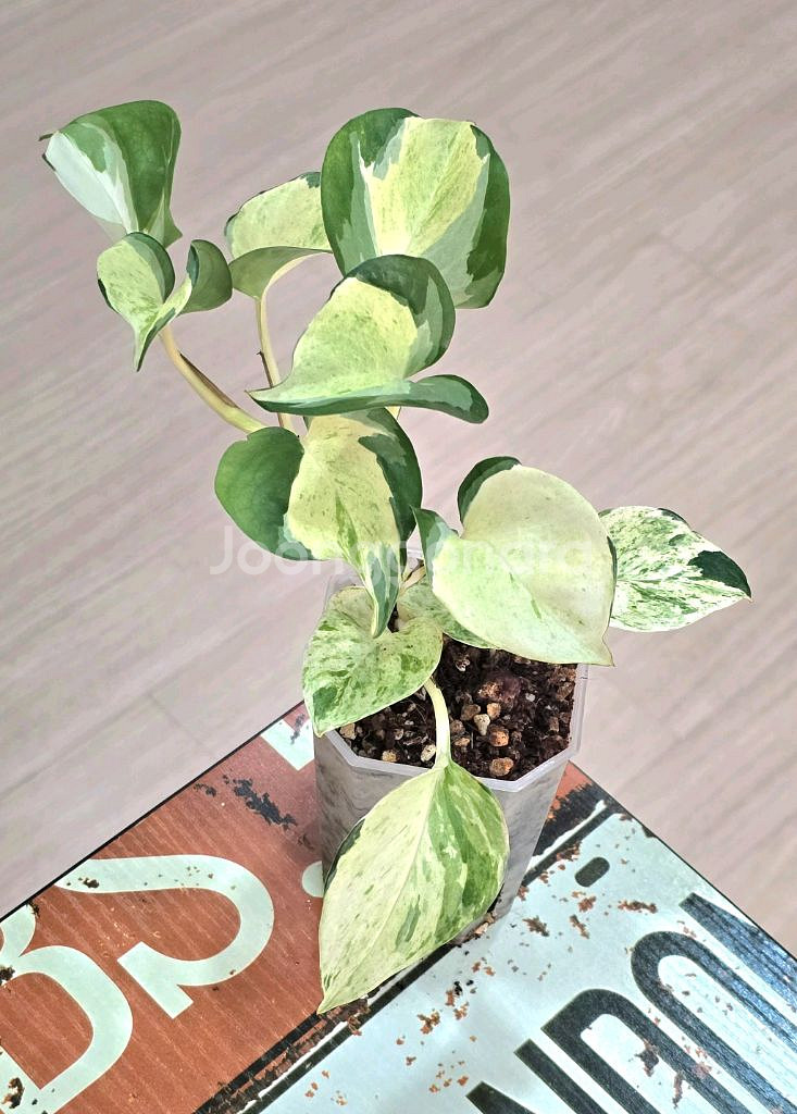 오레우스 스킨답서스 (만줄라)--1