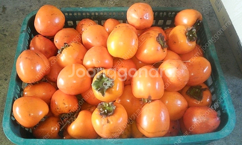 대봉감 10kg 35,000 택배비무료 (극소량)--1