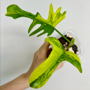 플로리다뷰티 토텀 바리에가타