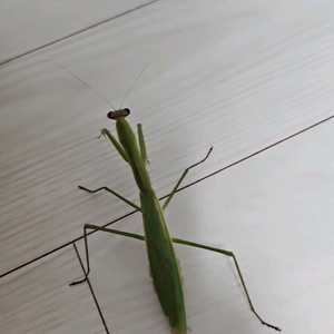 야생사마귀 분양해요(암)