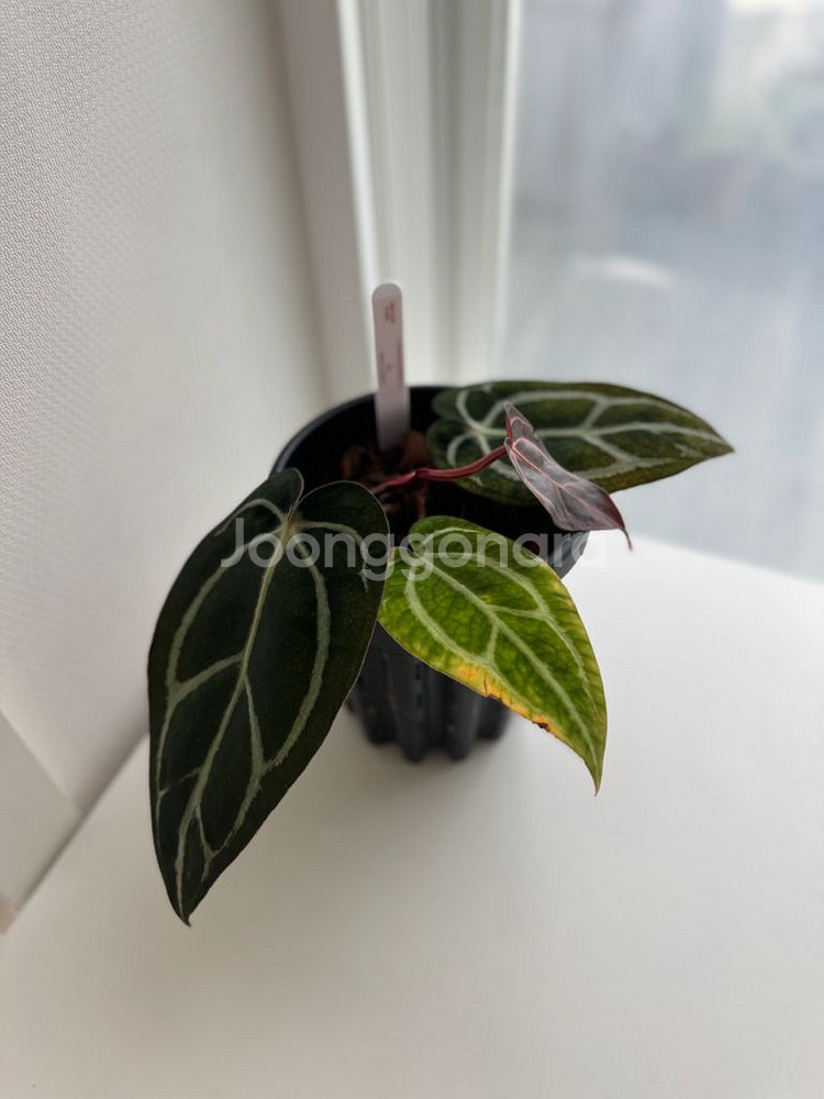 안스리움 칼라블랙키 GPH001s1 x OG5(택포함)--4