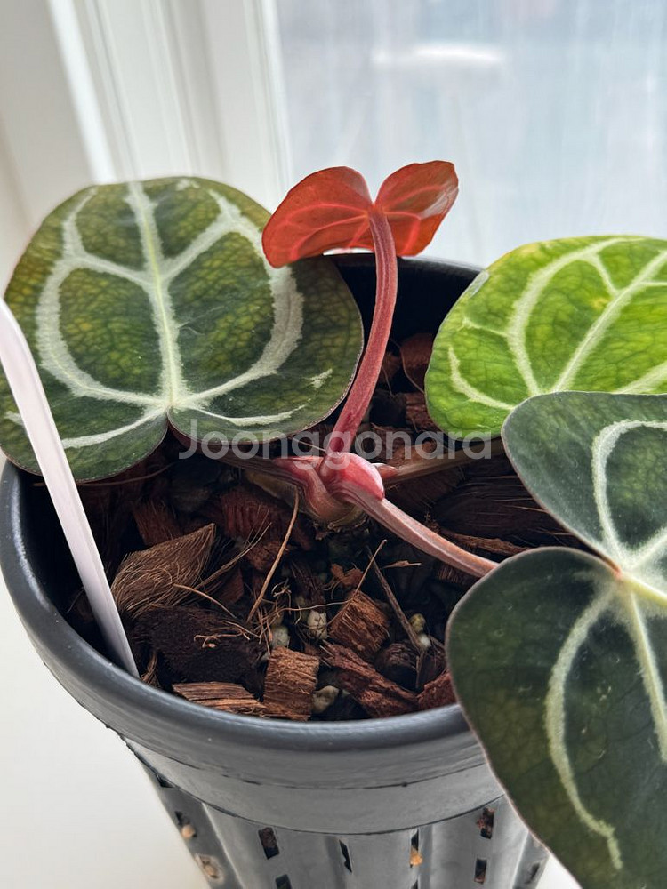 안스리움 칼라블랙키 GPH001s1 x OG5(택포함)--6