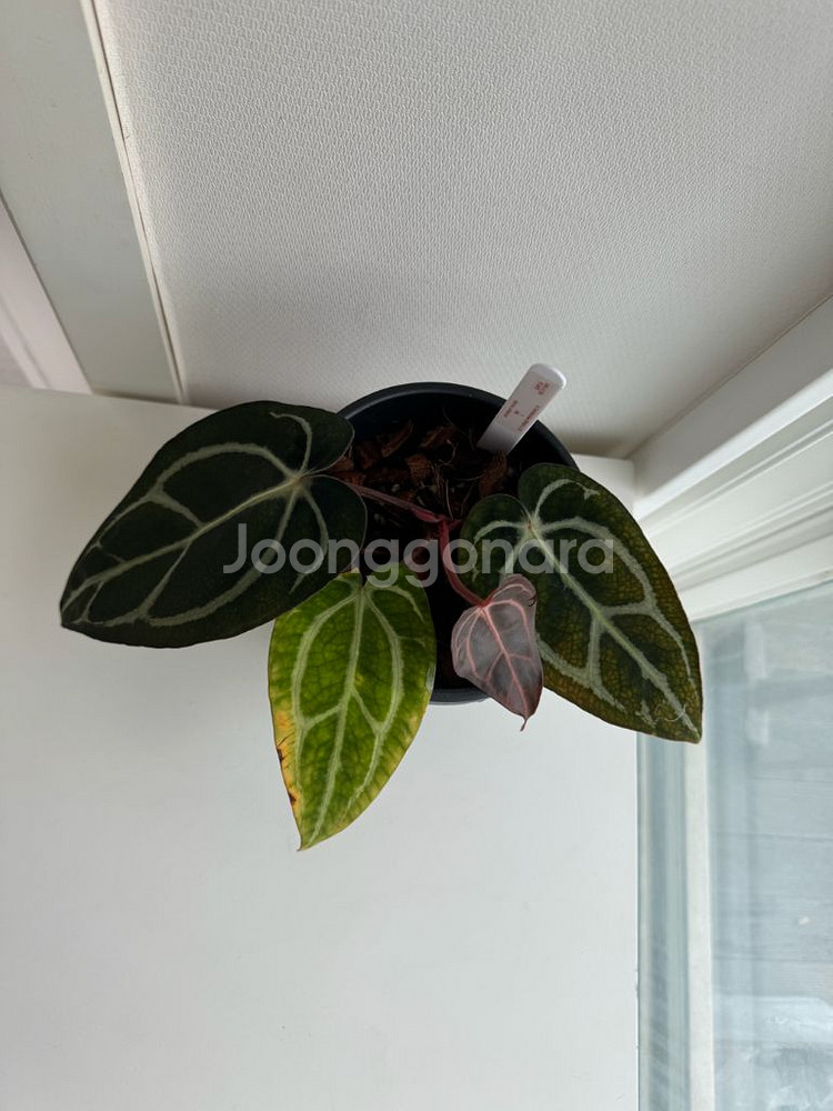 안스리움 칼라블랙키 GPH001s1 x OG5(택포함)--7