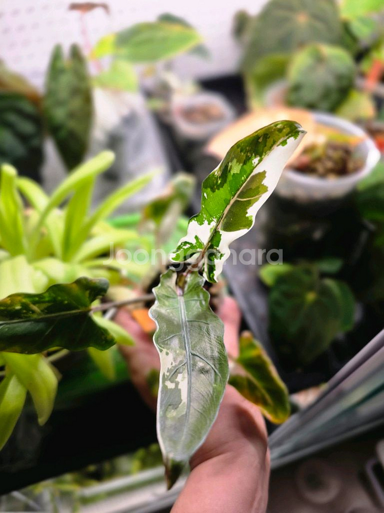 알로카시아 로터 바키아나 화이트 바리에가타 자구묘--1