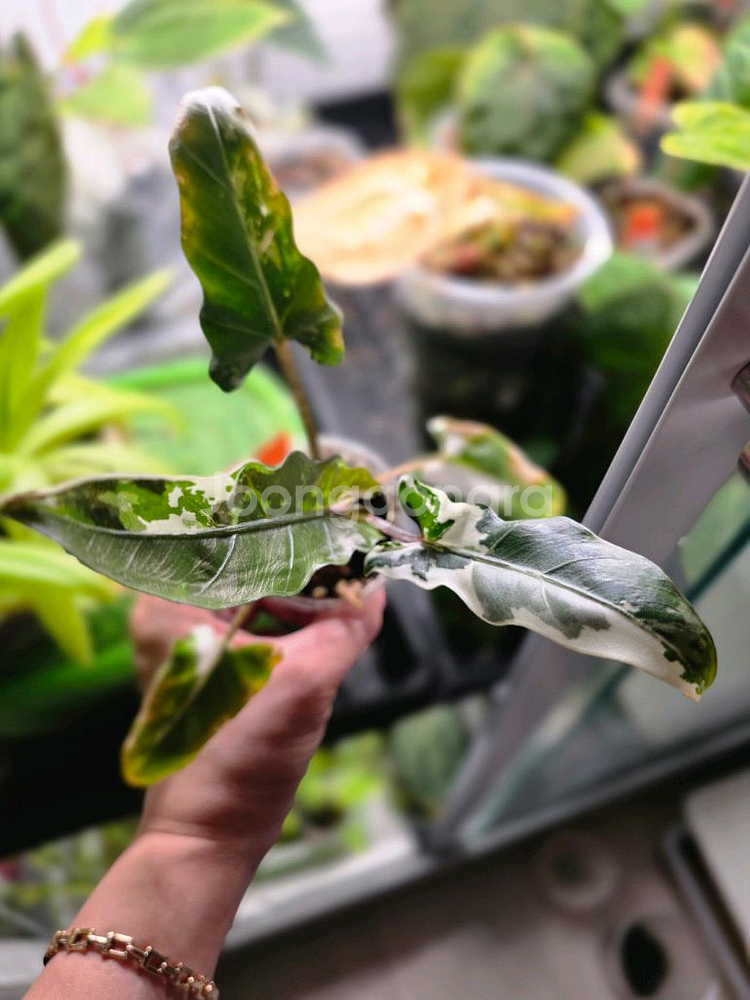 알로카시아 로터 바키아나 화이트 바리에가타 자구묘--0