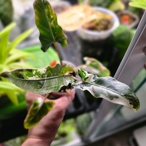 알로카시아 로터 바키아나 화이트 바리에가타 자구묘