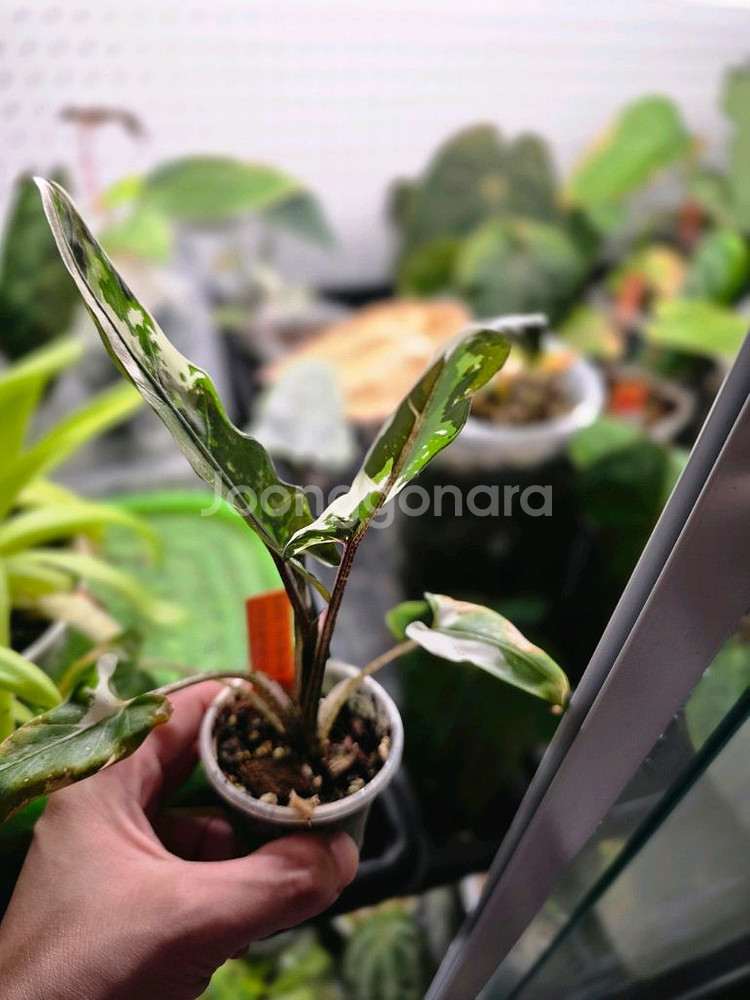 알로카시아 로터 바키아나 화이트 바리에가타 자구묘--2