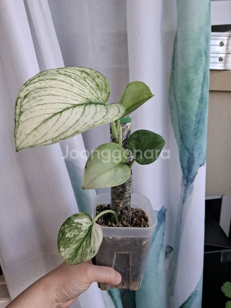 스킨답서스 실버나이트 바리에가타 오르빗--1