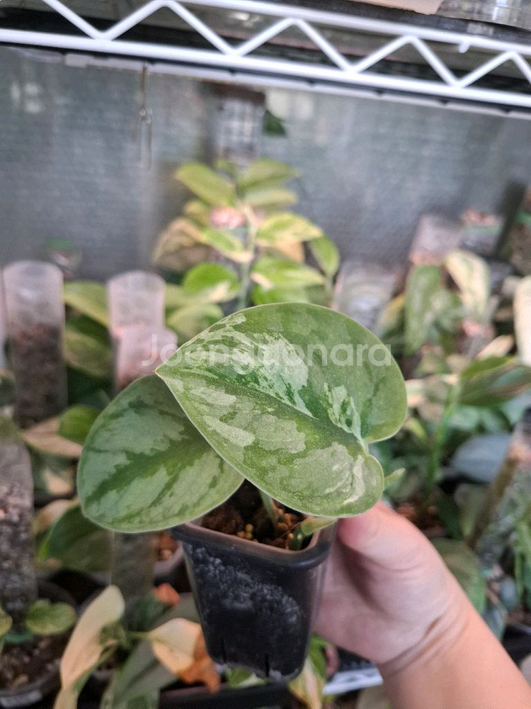 스킨답서스 실버나이트 바리에가타 오르빗--0