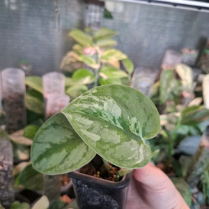 스킨답서스 실버나이트 바리에가타 오르빗