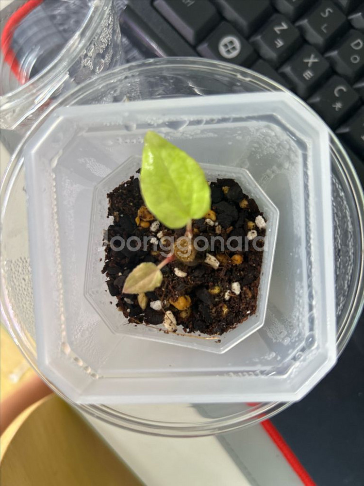 안스리움 bvep(라운드x펠릭스)그랜트--1