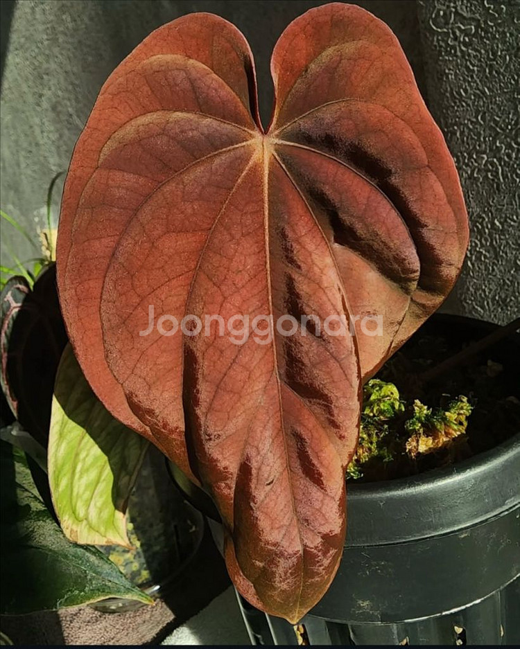 안스리움 bvep(라운드x펠릭스)그랜트--2