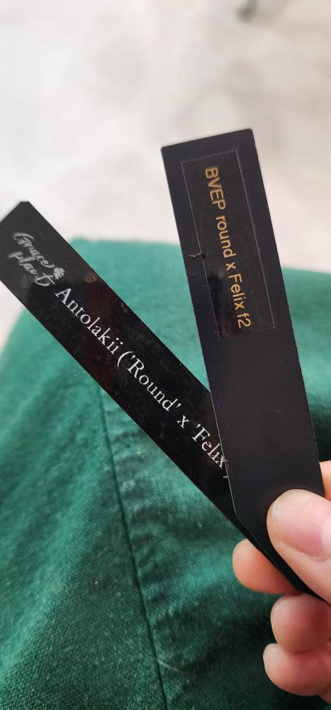 안스리움 bvep(라운드x펠릭스)그랜트--3